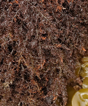 Laurencia pyramidalis