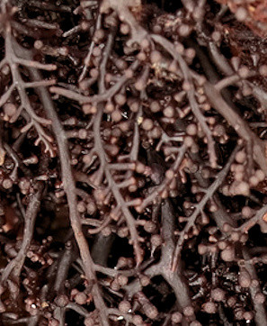Laurencia pyramidalis