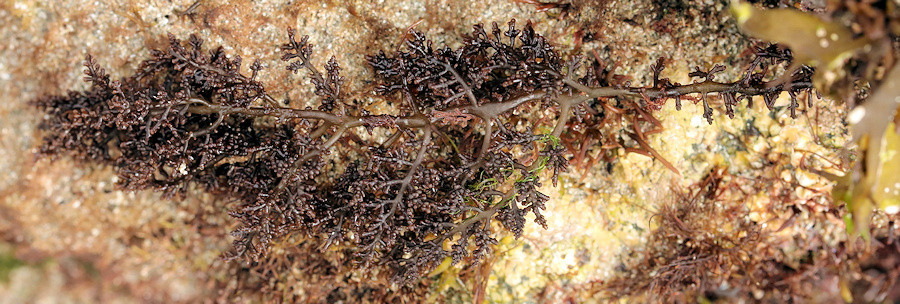Laurencia pyramidalis