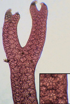 Microcladia glandulosa
