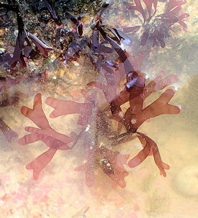 Phyllophora pseudocerano�des