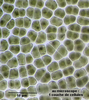 Porphyra umbilicalis
