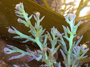 Ericaria selaginoides