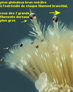 Acromegalomma vesiculosum