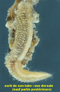 Acromegalomma vesiculosum