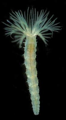 Amphicorina armandi