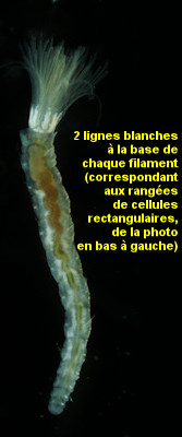 Amphicorina armandi