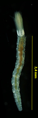 Amphicorina armandi