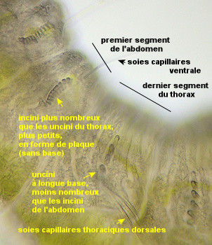 Amphicorina armandi