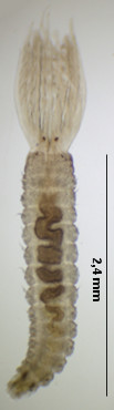 Amphiglena mediterranea