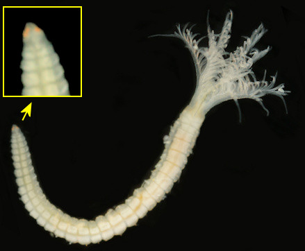 Amphiglena mediterranea