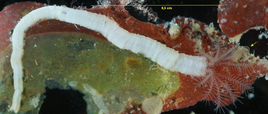 Apomatus similis