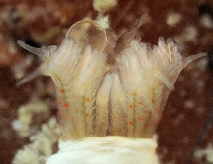 Apomatus similis