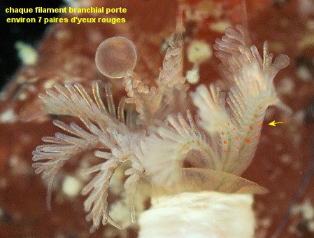 Apomatus similis