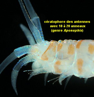 Aponuphis grubii