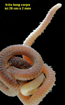 Arabella iricolor