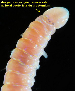Arabella iricolor