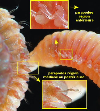 Arabella iricolor