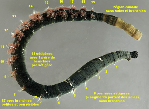 Arenicola defodiens