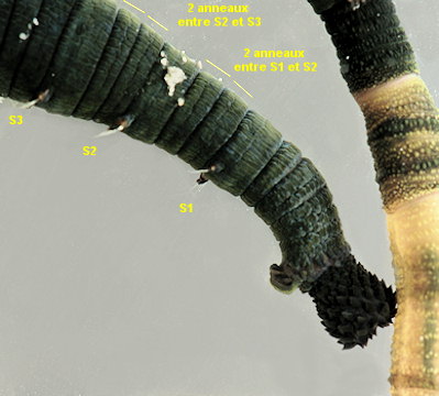 Arenicola defodiens