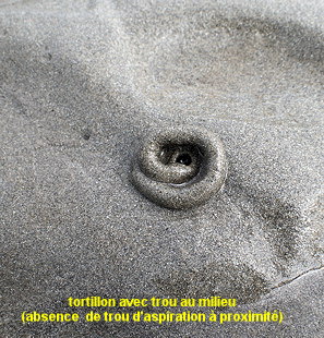Arenicola defodiens