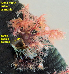Arenicola defodiens
