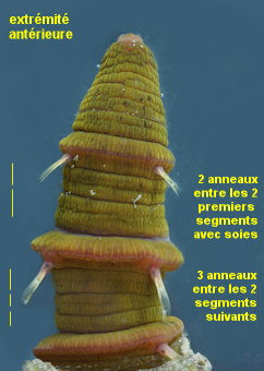Arenicola marina
