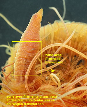 Cirriformia tentaculata