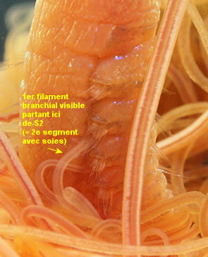 Cirriformia tentaculata