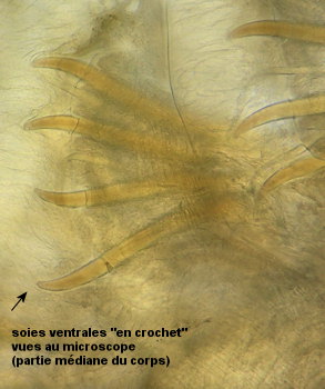 Cirriformia tentaculata