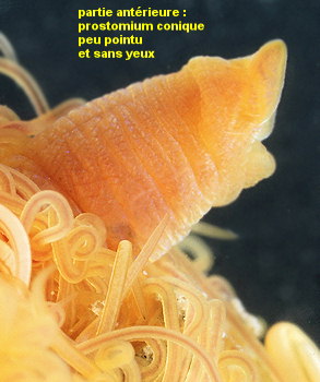 Cirriformia tentaculata