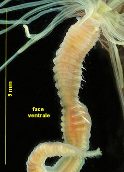 Eupolymnia cf meissnerae
