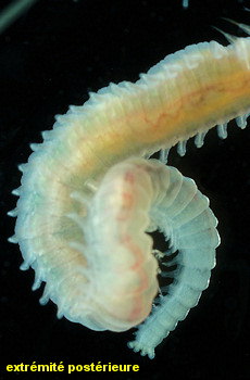 Eupolymnia cf meissnerae