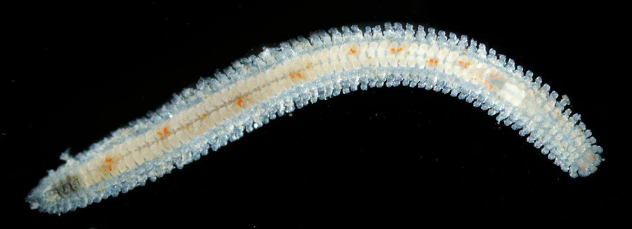 Eurysyllis tuberculata
