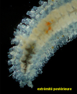 Eurysyllis tuberculata