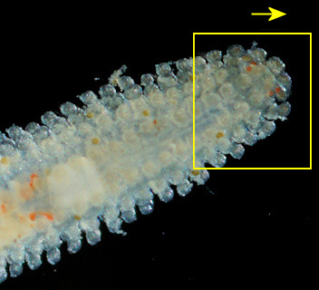 Eurysyllis tuberculata