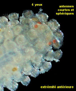 Eurysyllis tuberculata