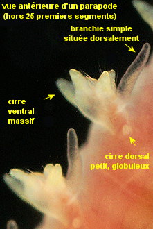 Glycera tridactyla