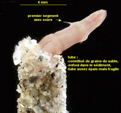 Leiochone leiopygos