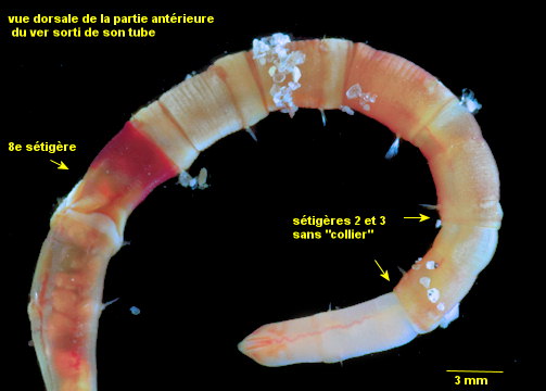 Leiochone leiopygos