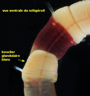 Leiochone leiopygos