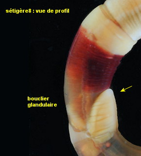 Leiochone leiopygos