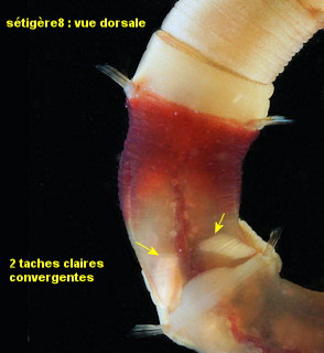 Leiochone leiopygos