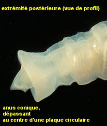 Leiochone leiopygos
