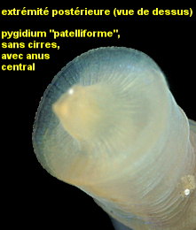 Leiochone leiopygos