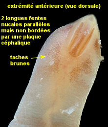 Leiochone leiopygos