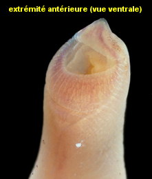 Leiochone leiopygos