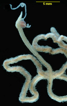 Magelona mirabilis