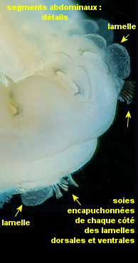 Magelona mirabilis