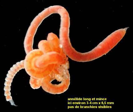 Mediomastus fragilis